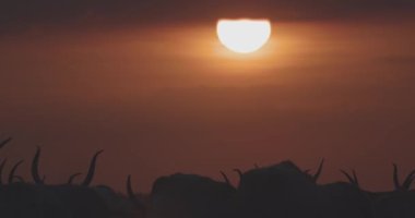 Gri sığır sürüsü, gün batımında Bos Taurus, Slow Motion Image