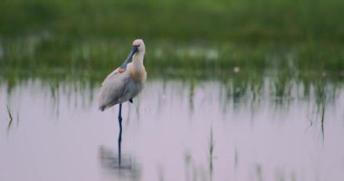 Avrasya kaşık faturası (Platalea lucorodia) sığ sularda dinleniyor