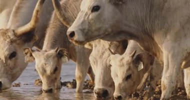 Gri sığırlar, Bos Taurus, yaz sıcağında su içiyorlar, yaklaşın ve yavaş çekim yapın.
