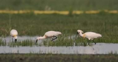 Avrasya Kaşığı (Platalea Leucorodia) Bataklıkta Balıkçılık