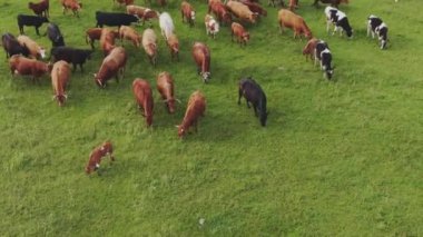 Otlayan inekler, güzel kırsal bölgede taze yeşil çimlerde otlayan Bos Taurus 'lar.