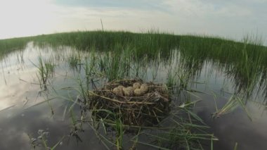 Kara kuyruklu Godwit (Limosa Limosa), su birikintisindeki yumurtalar