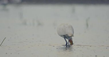 Avrasya Kaşık Faturası Platalea Leucorodia ya da Kaşık Yağı Suda Balıkçılık