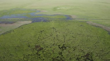 Bataklık, su basmış bölge. Bu bitki ve hayvan açısından zengin, eşsiz bir ekosistem. Hava görünümü