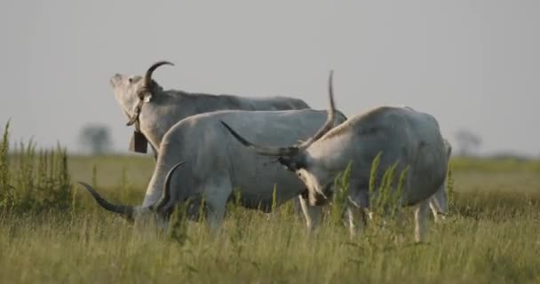 タウルス 緑の牧草地で放牧する牛 — ストック動画