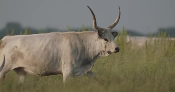 Bos Taurus Ganado Pastando Prados Verdes — Vídeo de stock