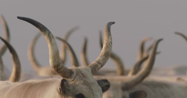 Стадо Крупного Рогатого Скота Bos Taurus Пасущееся Летнем Лугу Закрытое — стоковое видео
