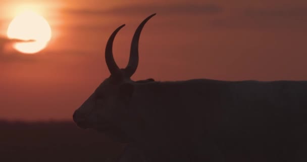 Mandria Bovini Grigi Bos Taurus Tramonto Slow Motion Image — Video Stock