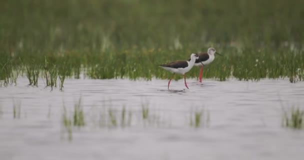 Μαύρο Φτερά Stilt Bird Himantopus Himantopus Αναζήτηση Τροφίμων Μια Λίμνη — Αρχείο Βίντεο