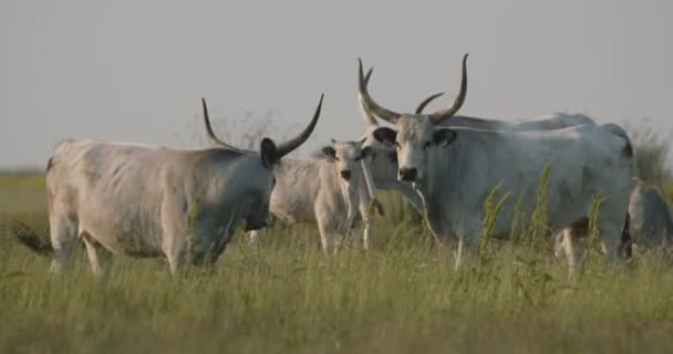 Bos Taurus Yeşil Çayırlarda Otlayan Sığırlar — Stok video