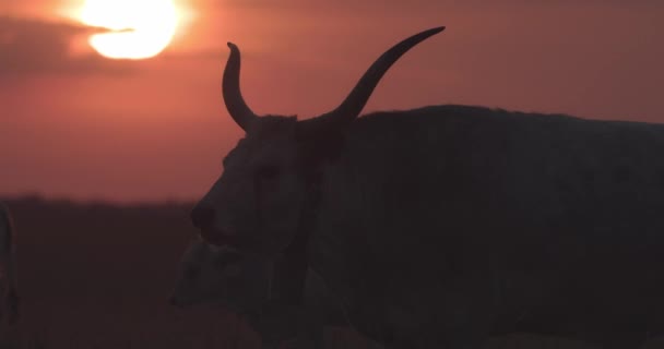 Rebanho Gado Cinzento Bos Taurus Pôr Sol Imagem Câmara Lenta — Vídeo de Stock
