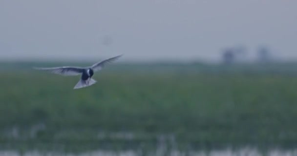 Oiseau Migrateur Long Sterna Paradisaea Sterne Arctique Chasse — Video