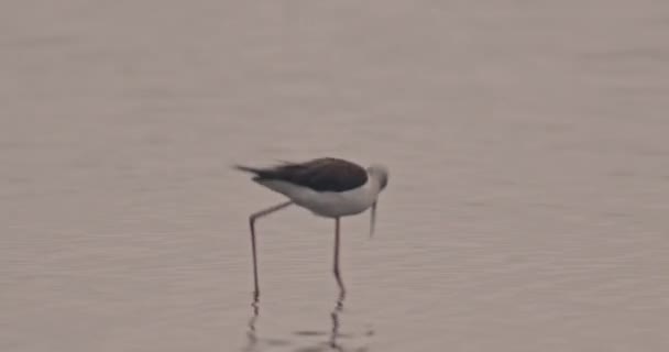 黑翼倾斜鸟 Himantopus Himantopus 在池塘里觅食 — 图库视频影像