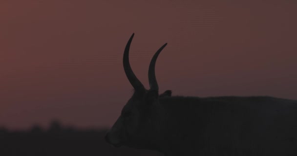 灰色の牛の群れ 日没時のボス タウルス スローモーション画像 — ストック動画