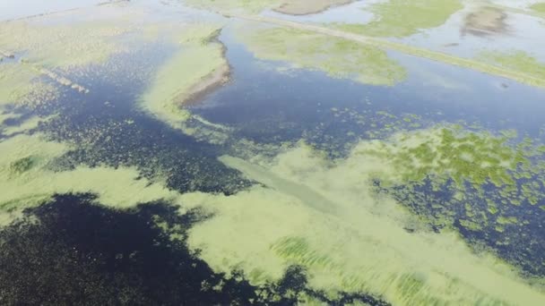 Zona Pantanosa Inundada Ecosistema Único Rico Flora Fauna Vista Aérea — Vídeos de Stock