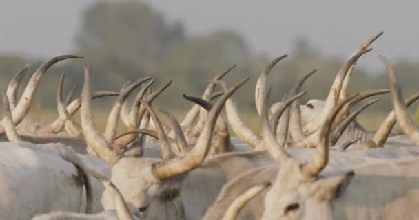 Sığır Sürüsü Bos Taurus Yaz Otlaklarında Otluyor Yaklaşın Ağır Çekim — Stok video