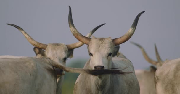 タウルス 緑の牧草地で放牧する牛 — ストック動画