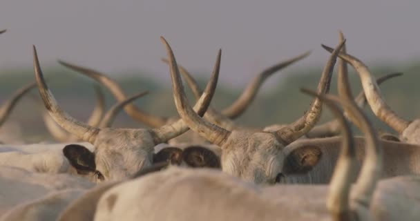 Rebaño Ganado Bos Taurus Pastando Prado Verano Cerca Cámara Lenta — Vídeos de Stock