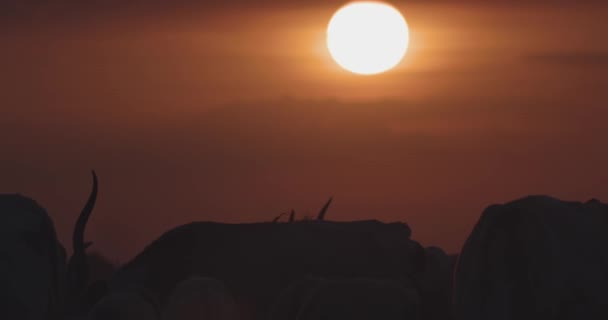 Rebanho Gado Cinzento Bos Taurus Pôr Sol Imagem Câmara Lenta — Vídeo de Stock