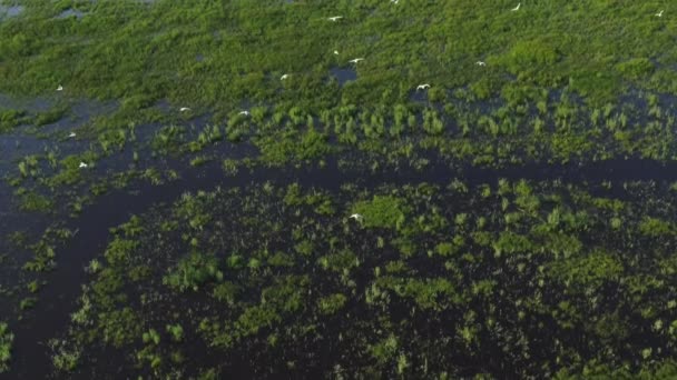 Затоплені Болотні Водно Болотні Угіддя Літаючими Птахами Вид Повітря — стокове відео