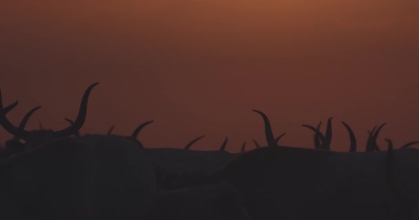Hjord Grå Nötkreatur Bos Taurus Vid Solnedgången Slow Motion Image — Stockvideo
