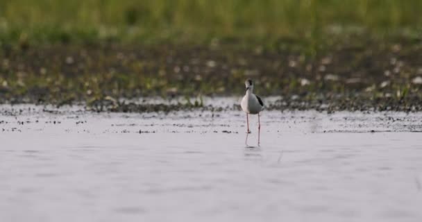 黑翼倾斜鸟 Himantopus Himantopus 在池塘里觅食 — 图库视频影像