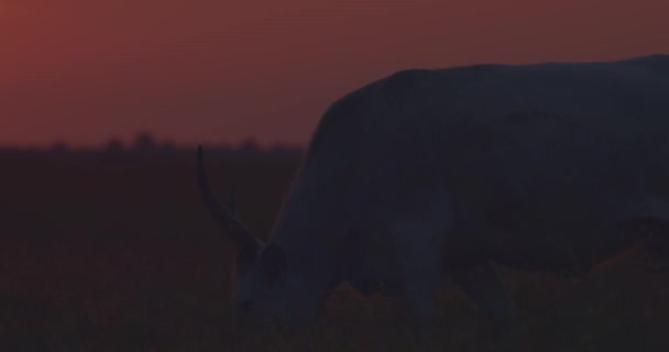 灰色の牛の群れ 日没時のボス タウルス スローモーション画像 — ストック動画