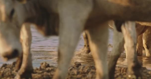 Gri Sığırlar Bos Taurus Yaz Sıcağında Içiyorlar Yaklaşın Yavaş Çekim — Stok video