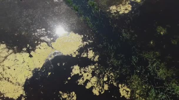 Inundada Zona Pantanosa Con Amplia Extensión Agua Luz Del Sol — Vídeo de stock