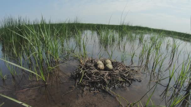 黑尾神 利摩沙 利摩沙 水塘鸟巢中的蛋 — 图库视频影像