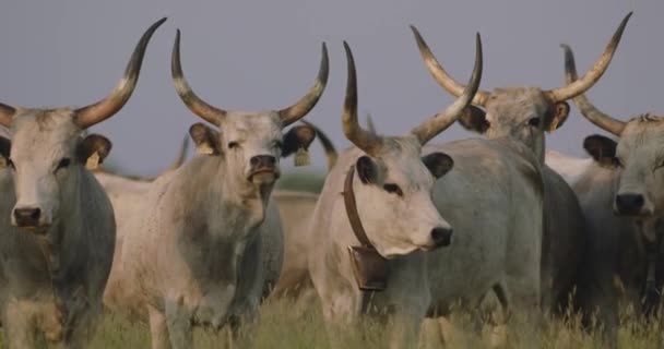 Bos Taurus Yeşil Çayırlarda Otlayan Sığırlar — Stok video
