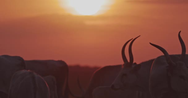 Herd Grey Cattle Bos Taurus Sunset Slow Motion Image — Stock Video