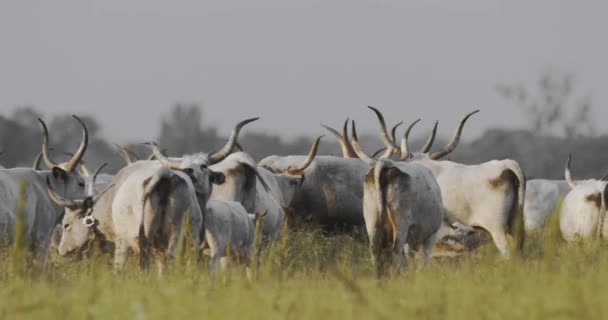 Sığır Sürüsü Bos Taurus Yaz Otlaklarında Otluyor Yaklaşın Ağır Çekim — Stok video