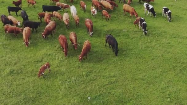 Vacas Pastoreo Bos Taurus Pastando Hierba Verde Fresca Hermoso Campo — Vídeos de Stock