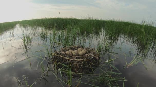 Uferschnepfe Limosa Limosa Eier Nest Einer Wässrigen Ablagerung — Stockvideo