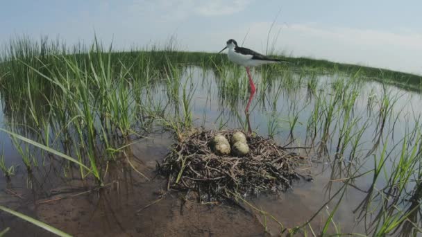 Black Tailed Godwit Limosa Limosa Eggs Nest Watery Deposit — Stock Video