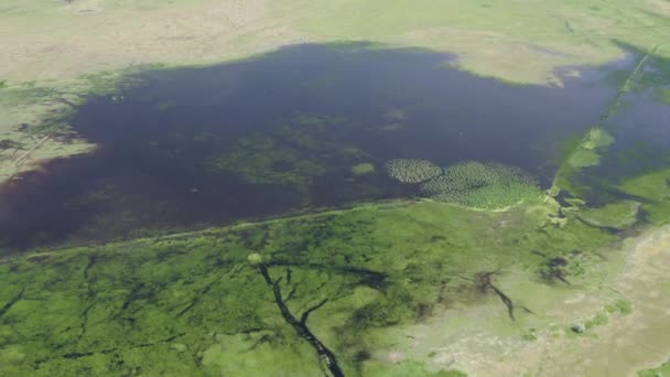 Zona Pantanosa Inundada Ecosistema Único Rico Flora Fauna Vista Aérea — Vídeo de stock