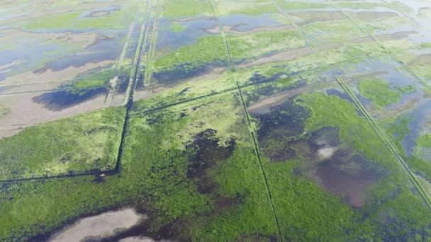 洪水泛滥的地方 它是一个独特的生态系统 植物和动物丰富 空中景观 — 图库视频影像