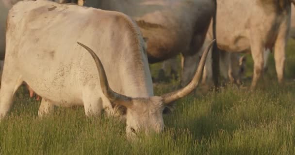 牛の群れ タウルス 夏の牧草地で放牧 クローズアップとスローモーション — ストック動画