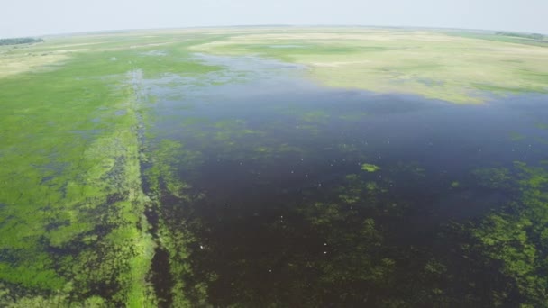 浸水した地域 それは 植物と動植物が豊富なユニークなエコシステムです エアリアルビュー — ストック動画