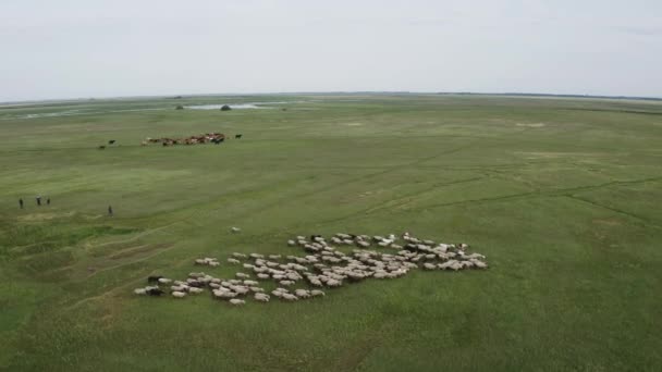 Herd Sheep Aerial Ovis Aries Luchtfoto — Stockvideo