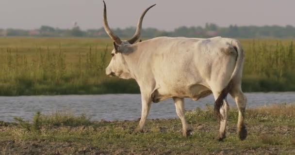 Bos Taurus Pastando Prado Verano Cerca Cámara Lenta — Vídeos de Stock