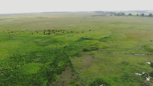 在美丽的乡村 正在吃草的奶牛 在鲜绿的草地上吃草的野牛 空中的景色 — 图库视频影像