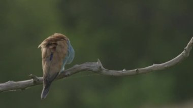 Avrupalı Roller Coracias Garrulus vahşi doğada