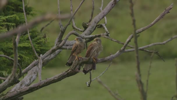 Běžný Kestrel Falco Tinnunculus Malý Dravec Ptáci Sedí Větvi Stromu — Stock video