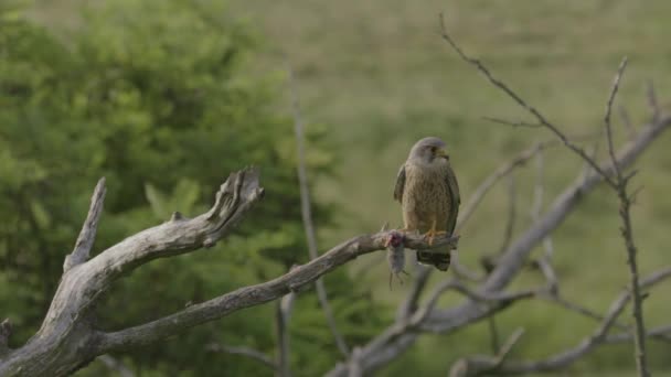 Vahşi Doğada Yaygın Kerkenez Şahin Avıyla Birlikte Bir Ağaç Dalında — Stok video