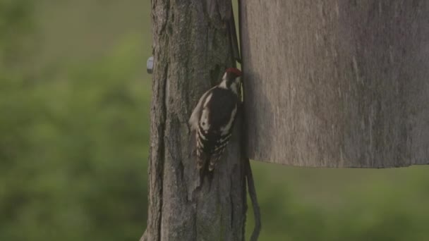 Wielki Nakrapiany Dzięcioł Ptak Drzewie Szuka Pożywienia — Wideo stockowe