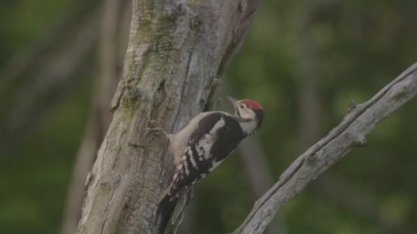 Grand Pic Tacheté Oiseau Sur Arbre Recherche Nourriture — Video