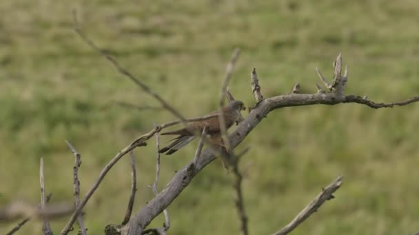 野外常见的脚镣 猎鹰坐在树枝上 动作缓慢 — 图库视频影像