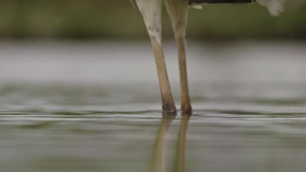 왜가리 아르데아시 연못에 지켜보고 있습니다 — 비디오